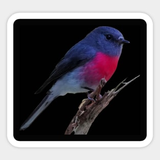 Pretty bird Sticker